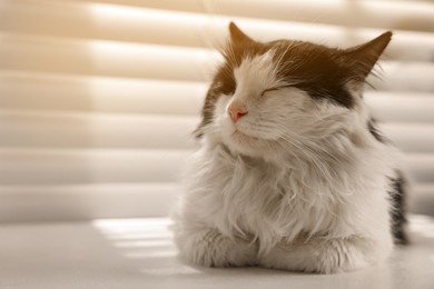 Photo of Cute cat relaxing on window sill at home, space for text. Lovely pet