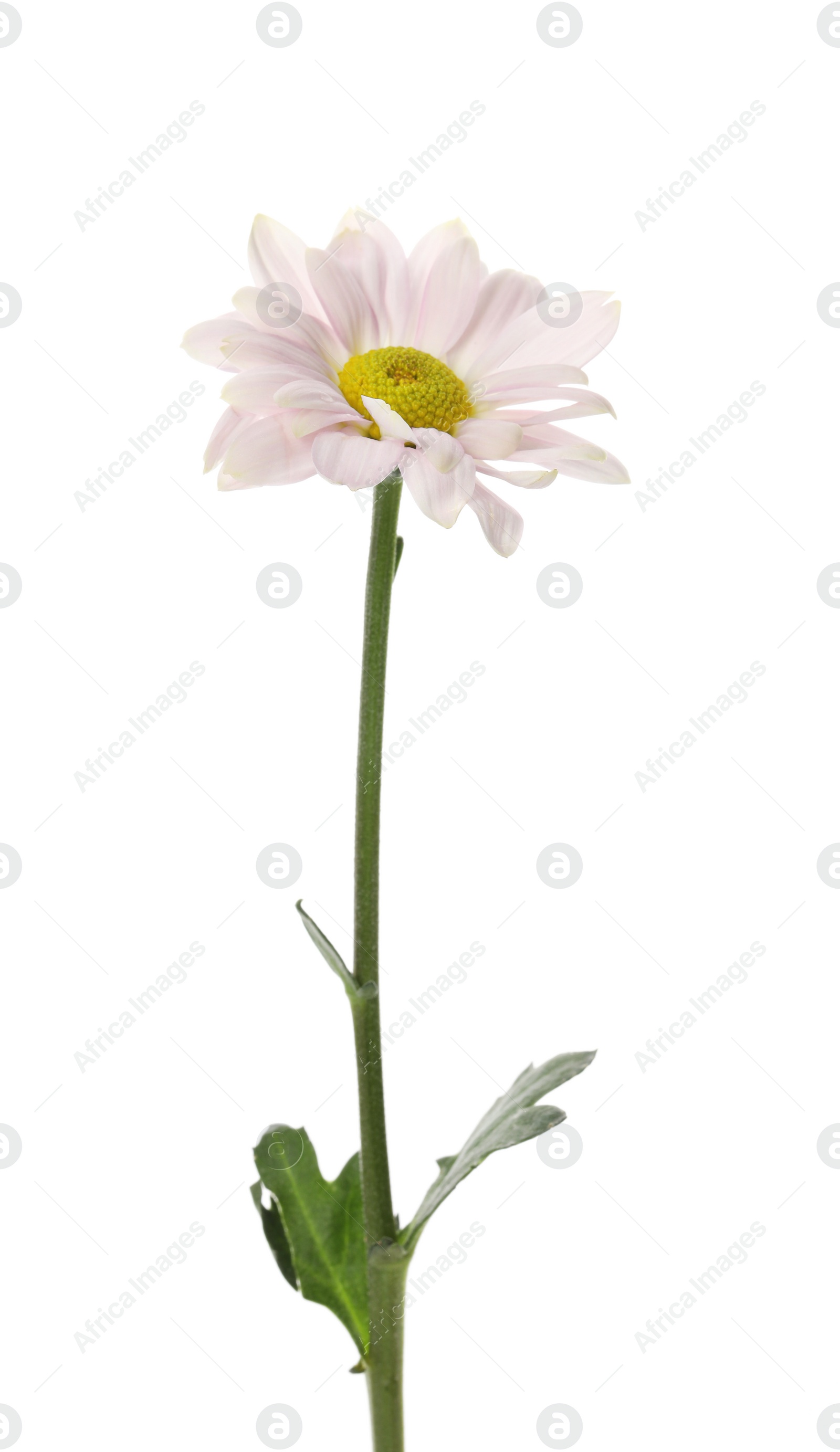 Photo of Beautiful blooming chrysanthemum flower isolated on white