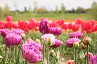 Photo of Beautiful colorful tulip flowers growing in field