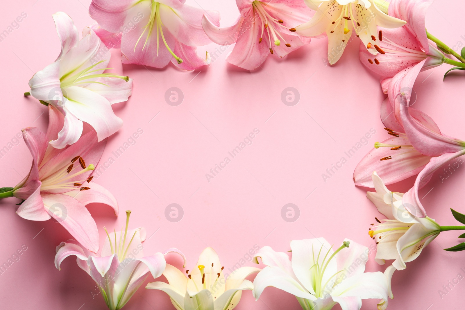 Photo of Flat lay composition with beautiful blooming lily flowers on color background