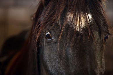 Photo of Adorable black horse in stable, closeup. Lovely domesticated pet