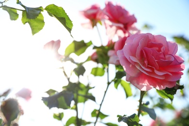 Photo of Green bush with beautiful roses in blooming garden on sunny day