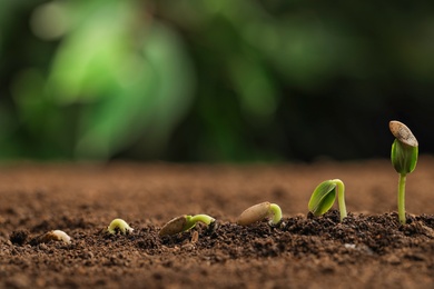 Little green seedlings growing in fertile soil against blurred background. Space for text