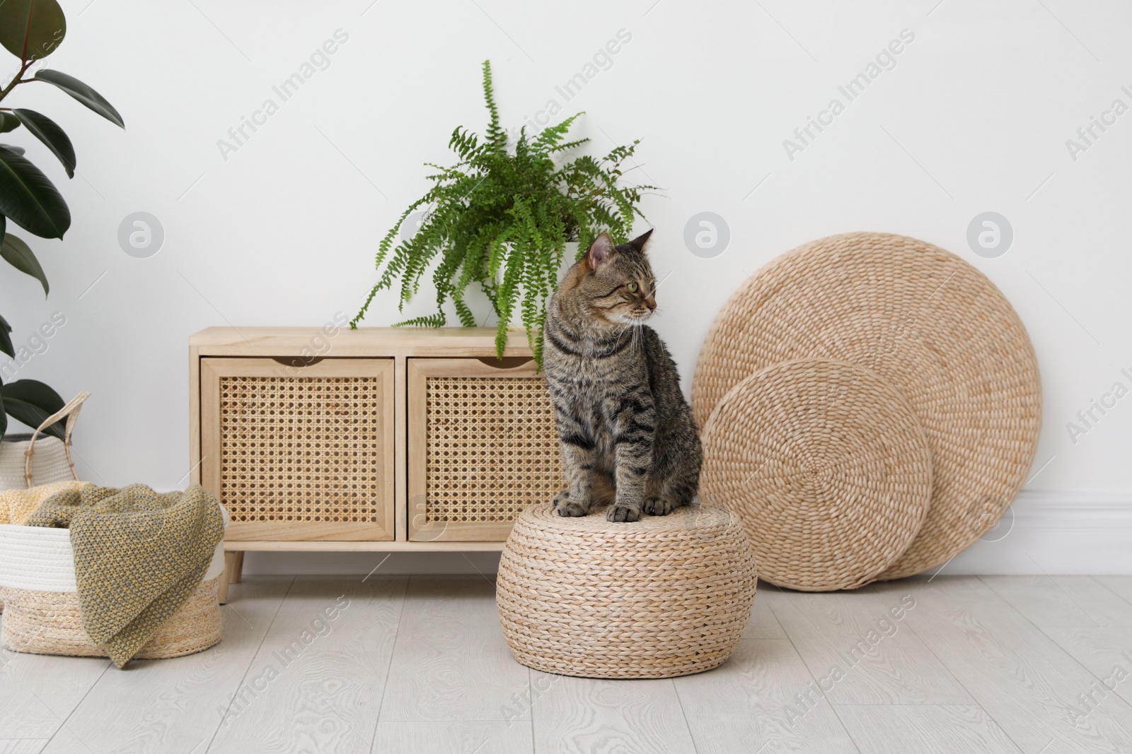 Photo of Cute tabby cat on wicker pouf indoors