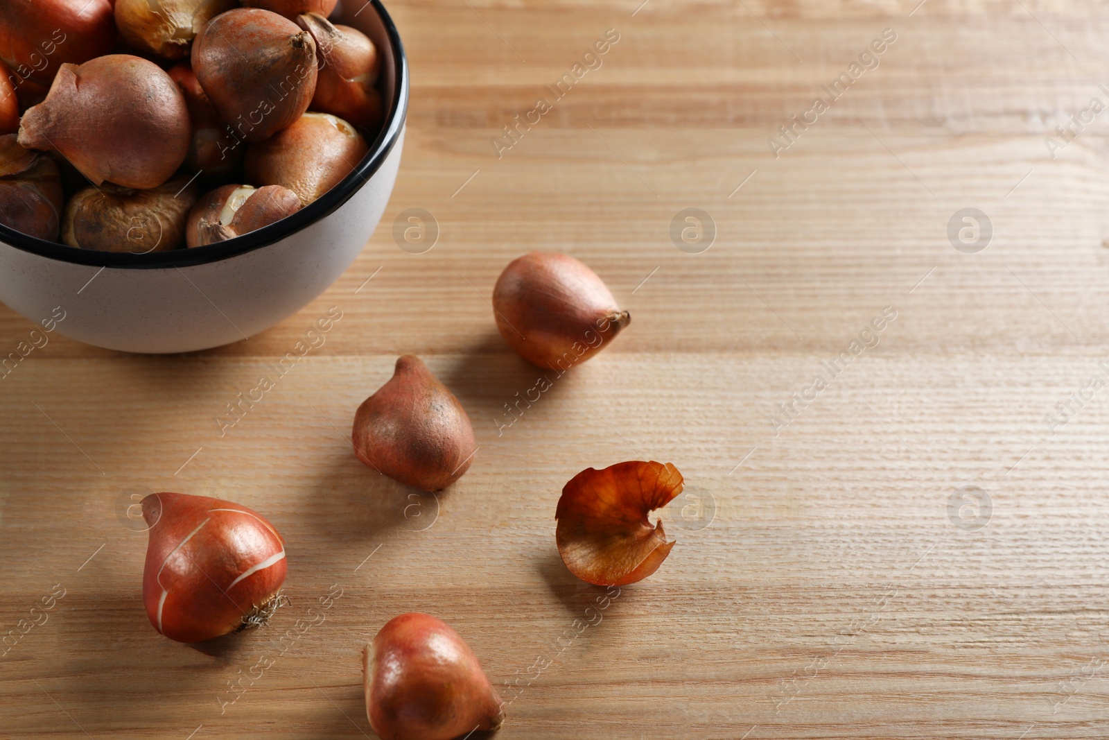 Photo of Tulip bulbs on wooden table. Space for text