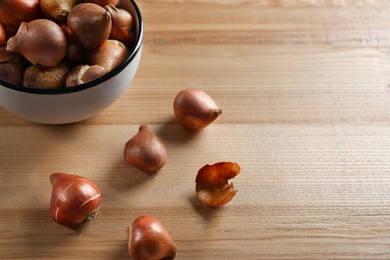 Tulip bulbs on wooden table. Space for text