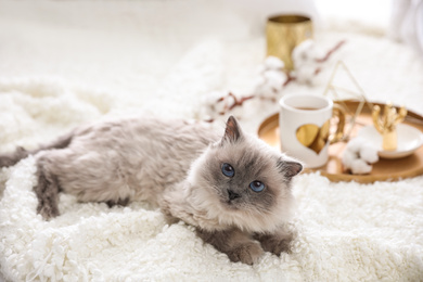 Photo of Birman cat on blanket at home. Cute pet