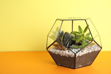 Photo of Glass florarium with different succulents on color background, space for text
