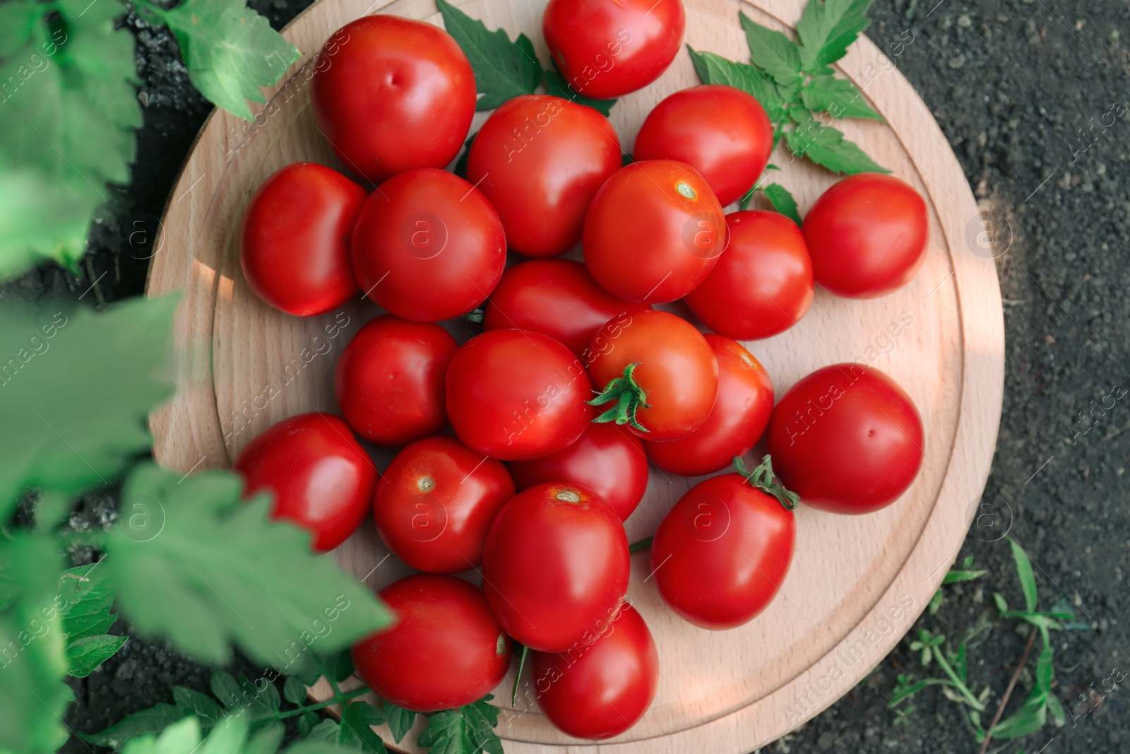 Photo of Wooden board with fresh ripe tomatoes outdoors, top view