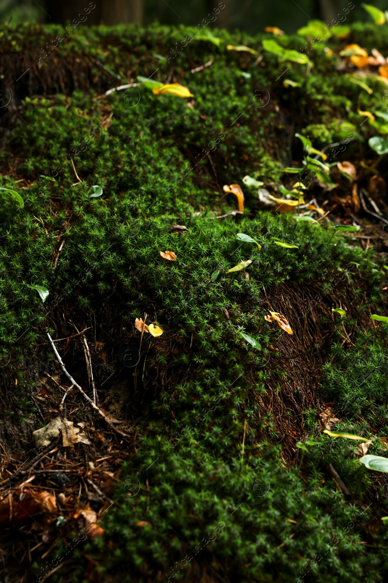 Photo of Beautiful green moss and wild plants growing in forest