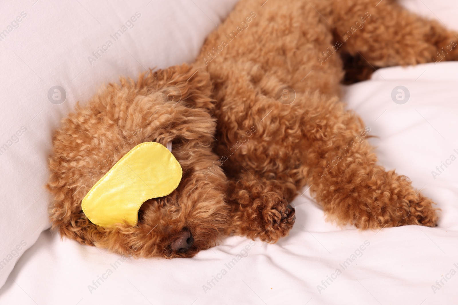 Photo of Cute Maltipoo dog with sleep mask resting on soft bed