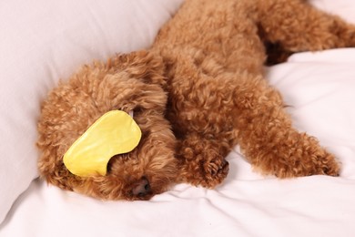 Cute Maltipoo dog with sleep mask resting on soft bed