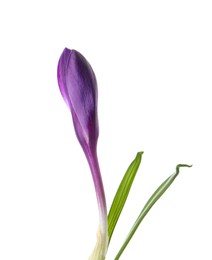 Photo of Beautiful purple crocus flower isolated on white