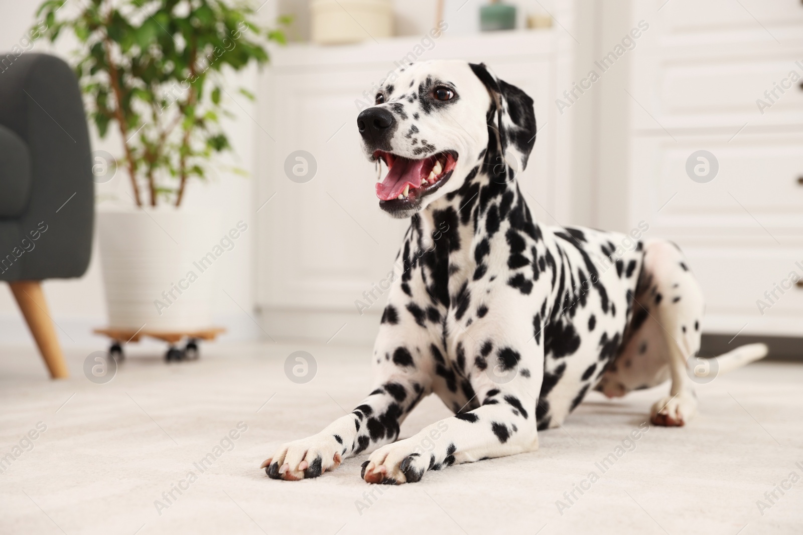 Photo of Adorable Dalmatian dog on rug indoors. Lovely pet