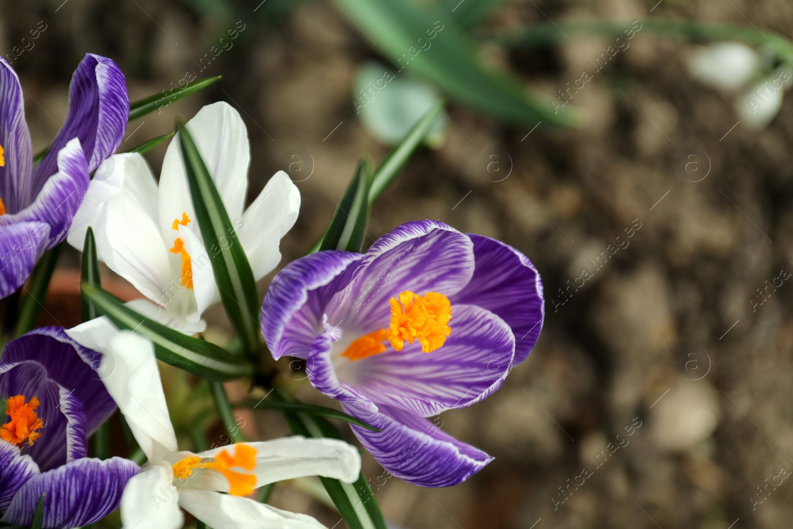 Photo of Beautiful crocuses in garden, closeup. Spring season