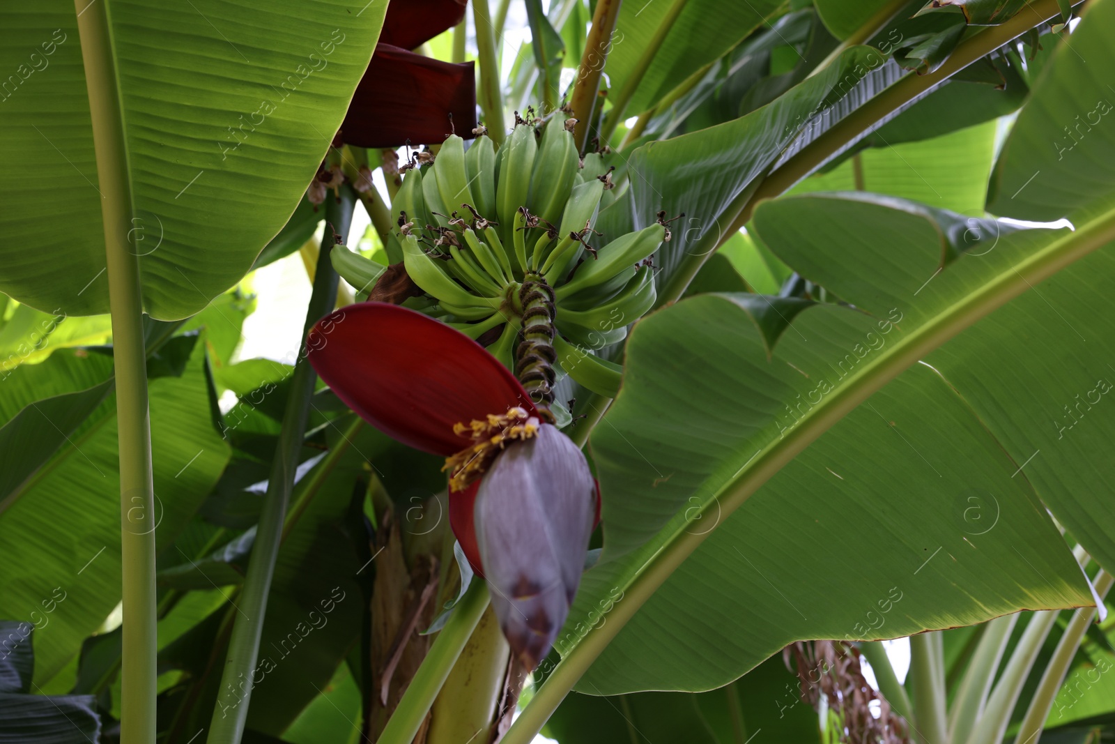 Photo of Tropical plant with green leaves and ripening bananas outdoors