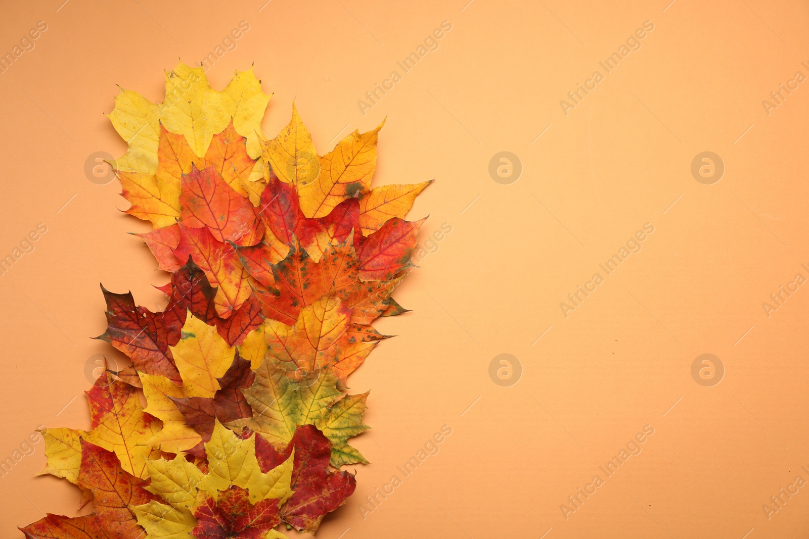 Photo of Autumn season. Colorful maple leaves on pale orange background, top view with space for text