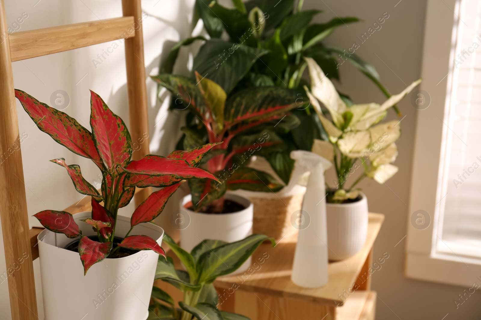 Photo of Exotic houseplants with beautiful leaves and decorative ladder near light wall indoors