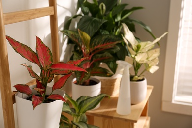 Exotic houseplants with beautiful leaves and decorative ladder near light wall indoors