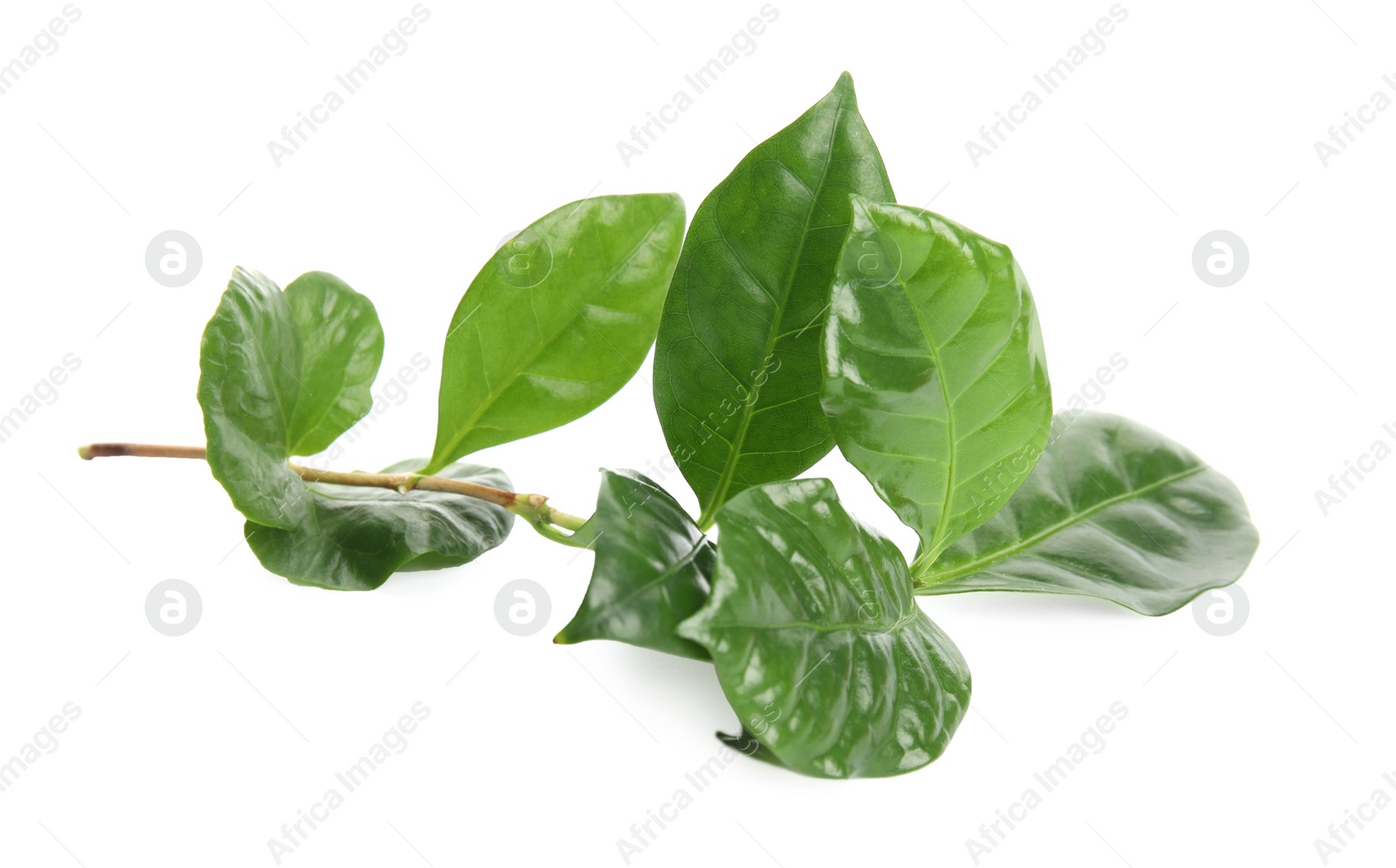 Photo of Branch of coffee plant isolated on white