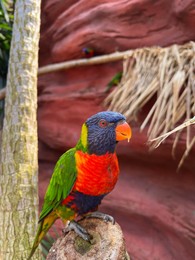 Photo of Beautiful rainbow lorikeet parrot on tropical plant outdoors