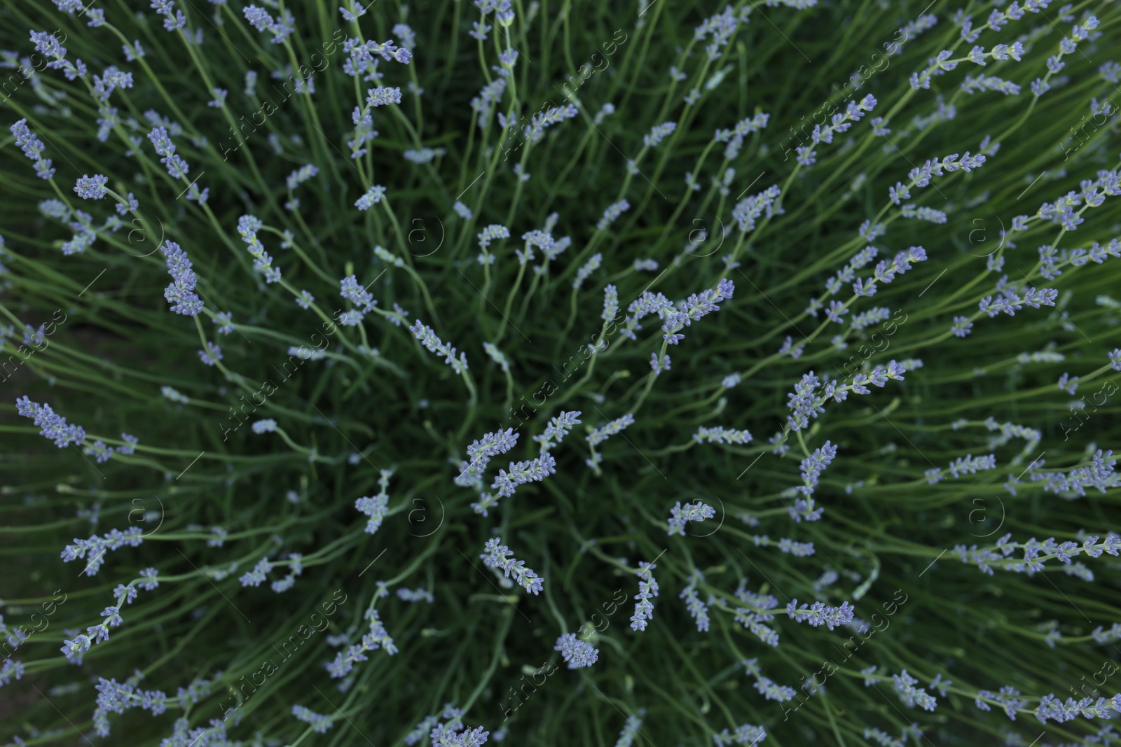 Photo of Many beautiful blooming lavender plants growing in field, top view