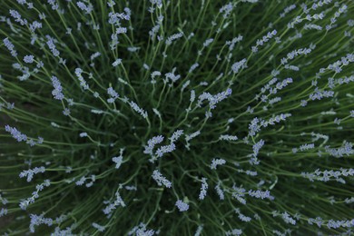 Many beautiful blooming lavender plants growing in field, top view