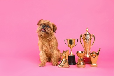 Photo of Cute Brussels Griffon dog with champion trophies on pink background