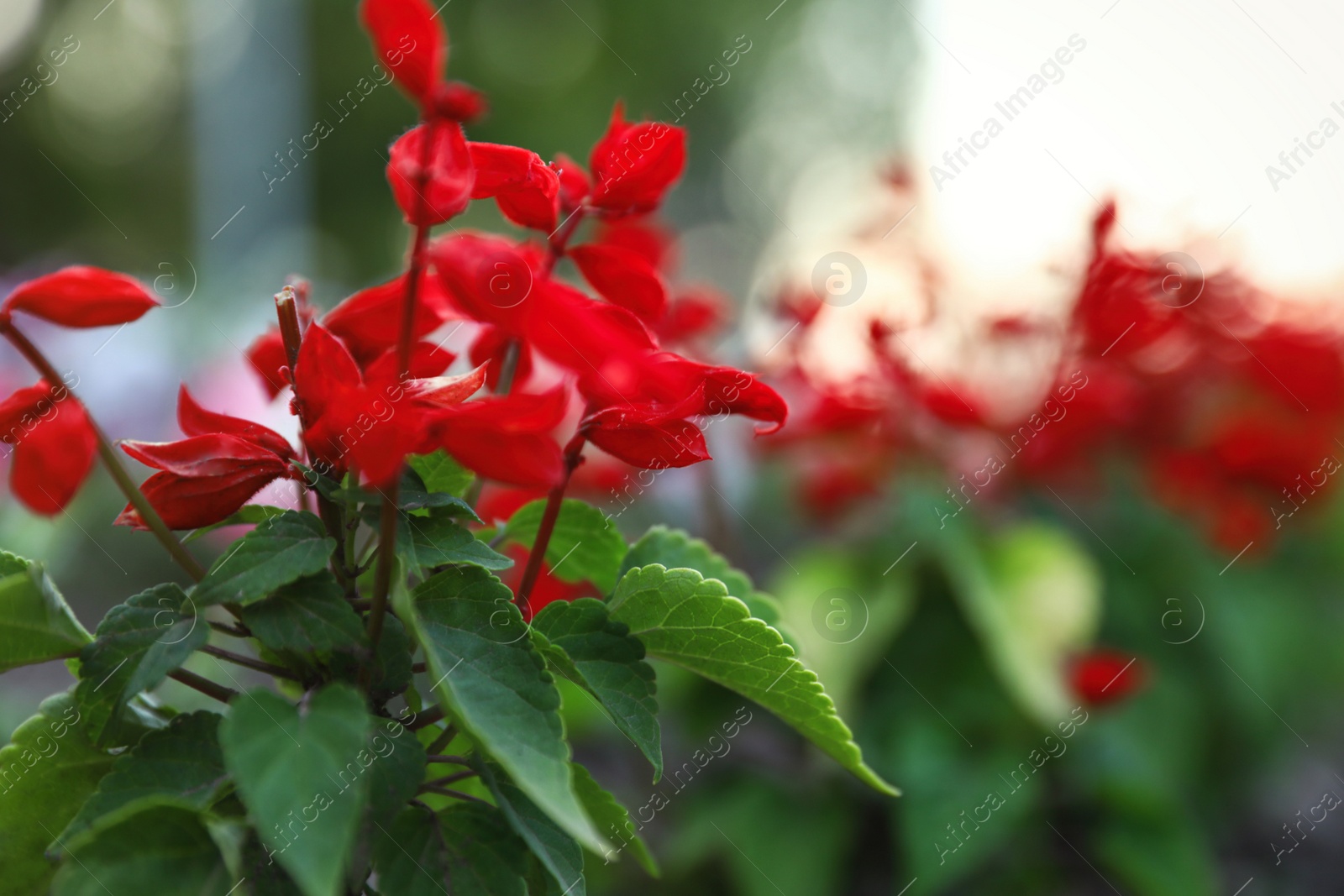 Photo of Beautiful garden flowers outdoors, space for text. Amazing nature in summer