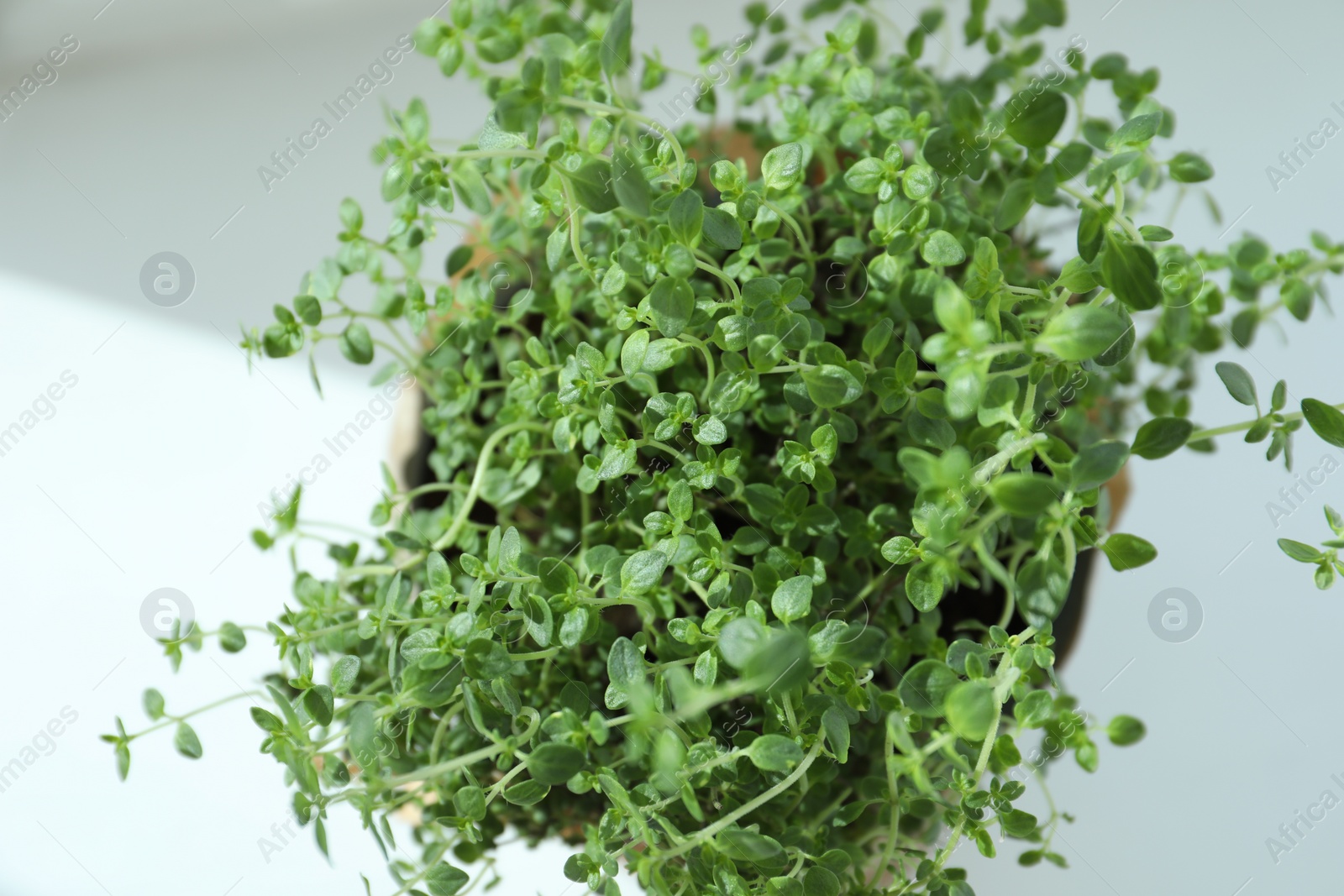 Photo of Fresh potted thyme on white background, above view