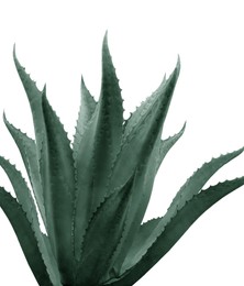 Image of Beautiful agave plant on white background, color toned