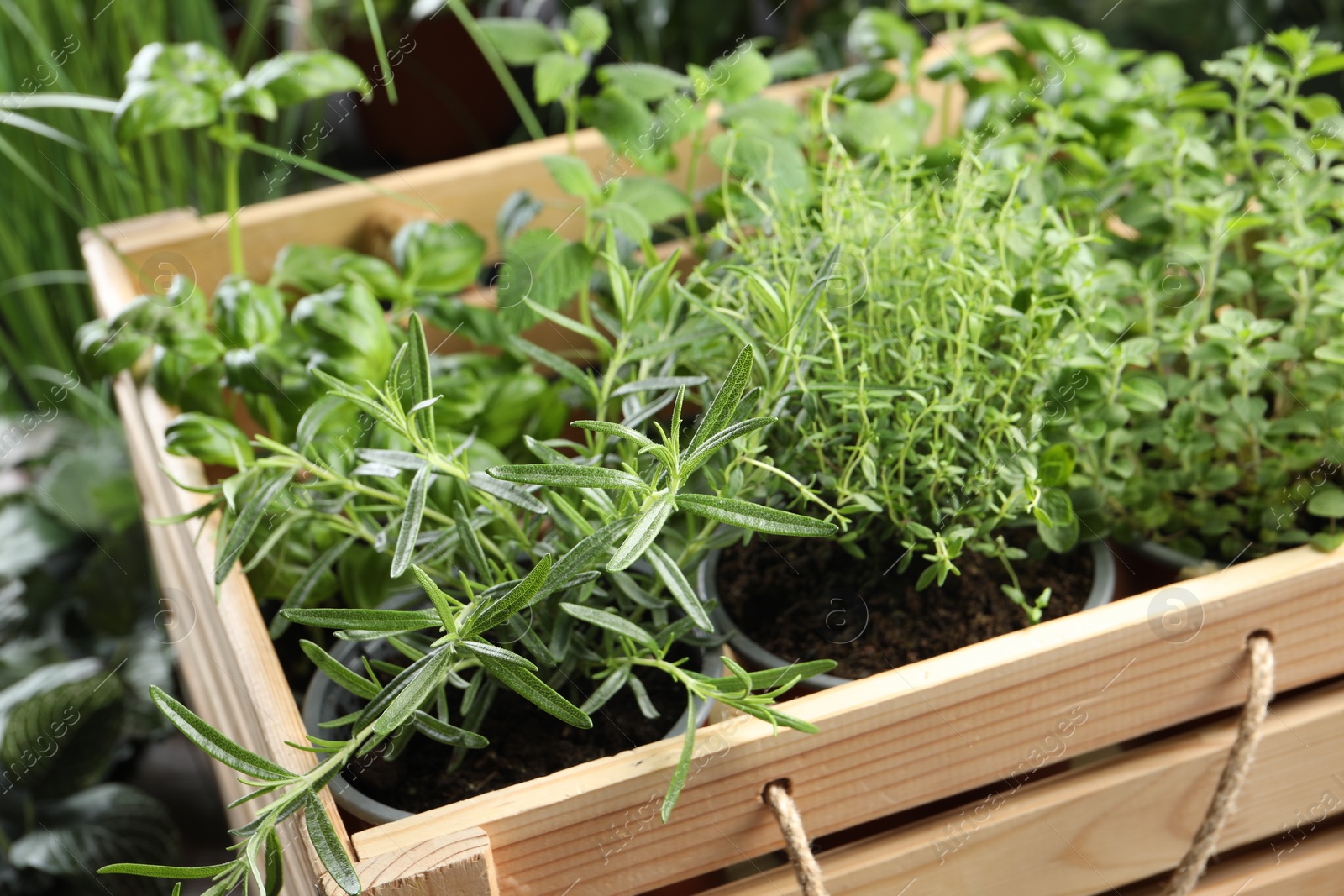 Photo of Different aromatic potted herbs in wooden crate, closeup