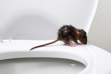 Photo of Wet rat on toilet bowl in bathroom. Pest control