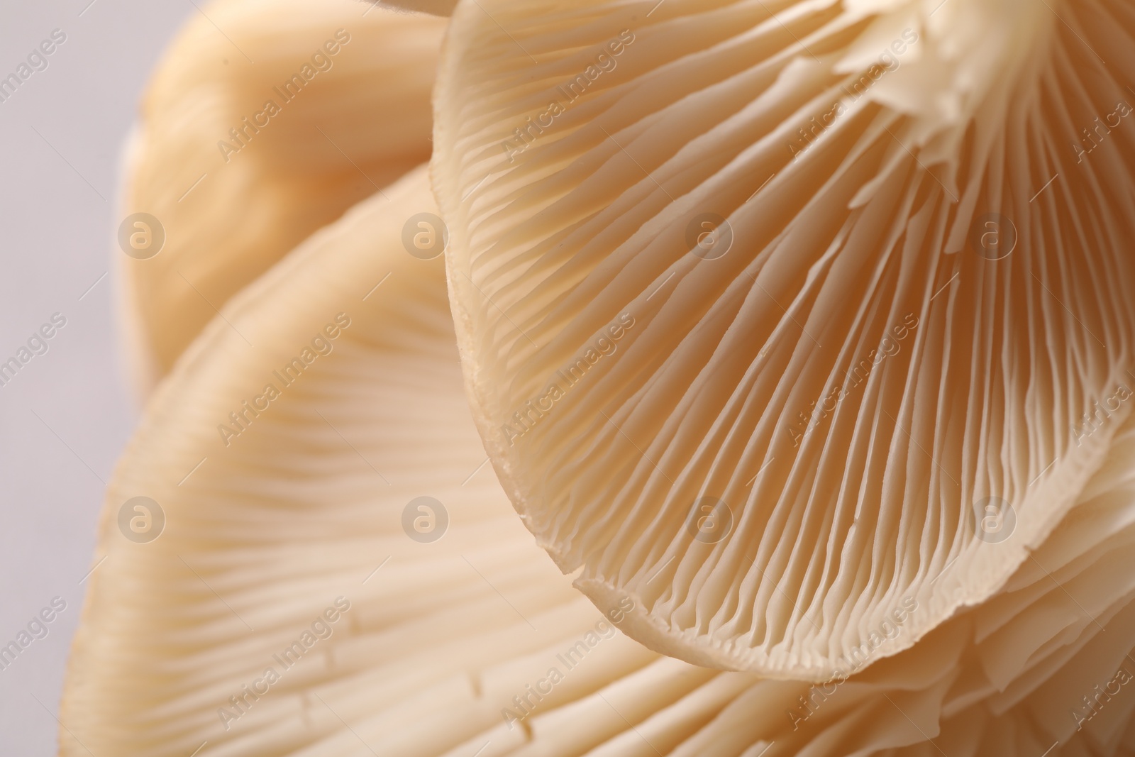 Photo of Fresh oyster mushrooms on light background, macro view