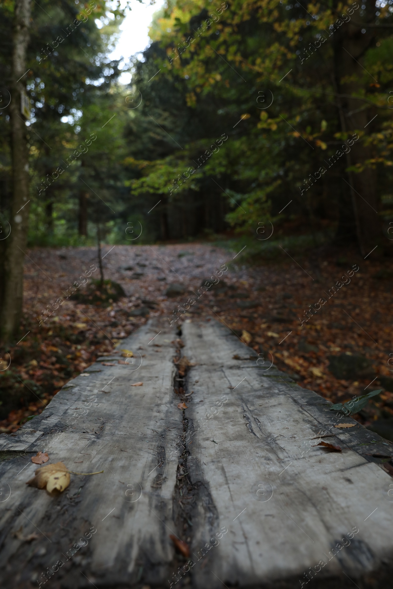 Photo of Beautiful view of weathered wooden plank in forest on autumn day