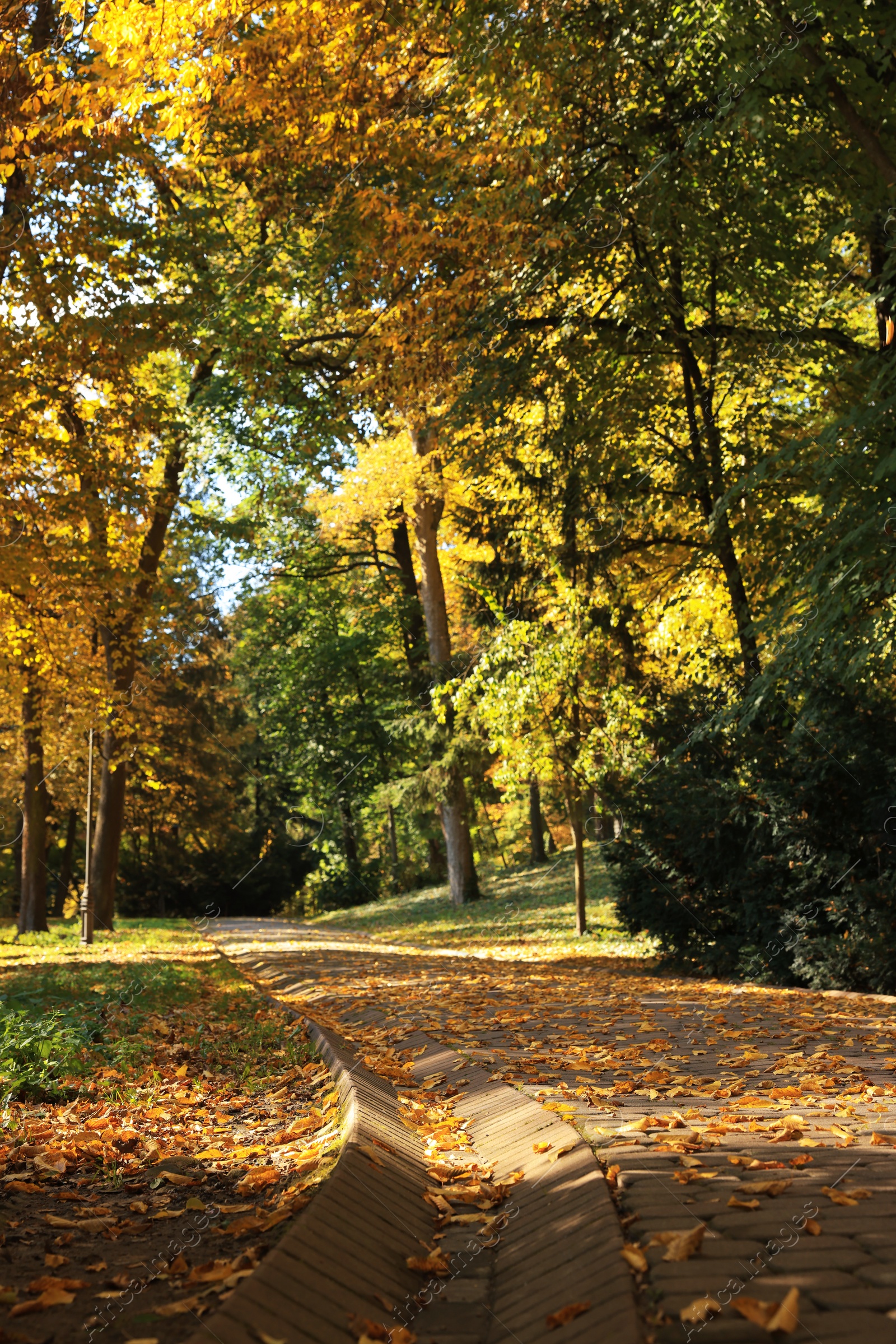 Photo of Pathway, fallen leaves and trees in beautiful park on autumn day