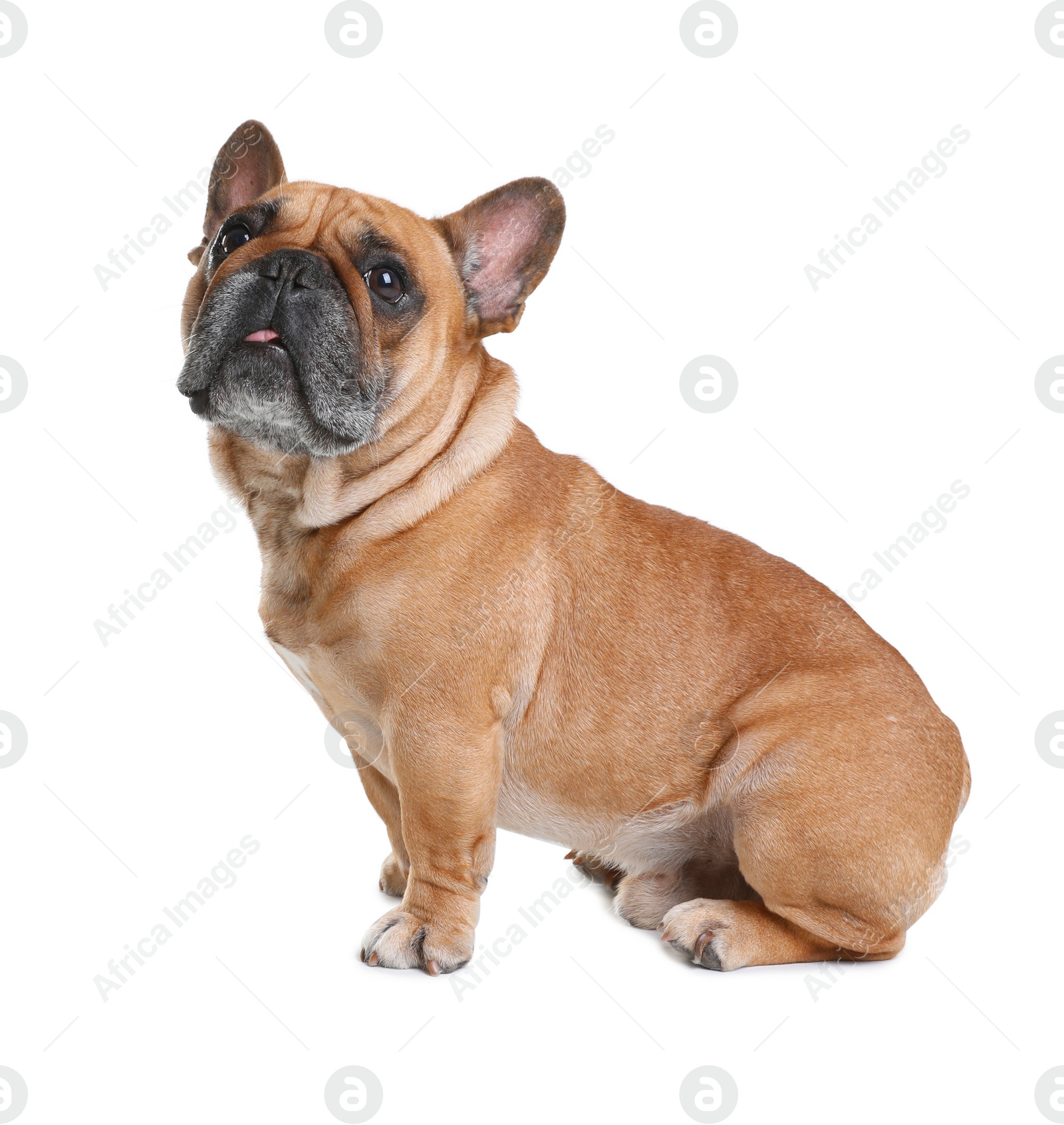 Photo of Cute French bulldog on white background. Funny pet