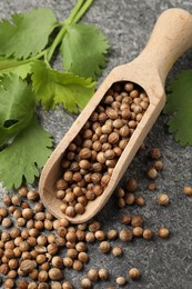 Scoop with dried coriander seeds and green leaves on gray textured table, above view