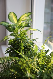 Photo of Beautiful potted plants near window at home