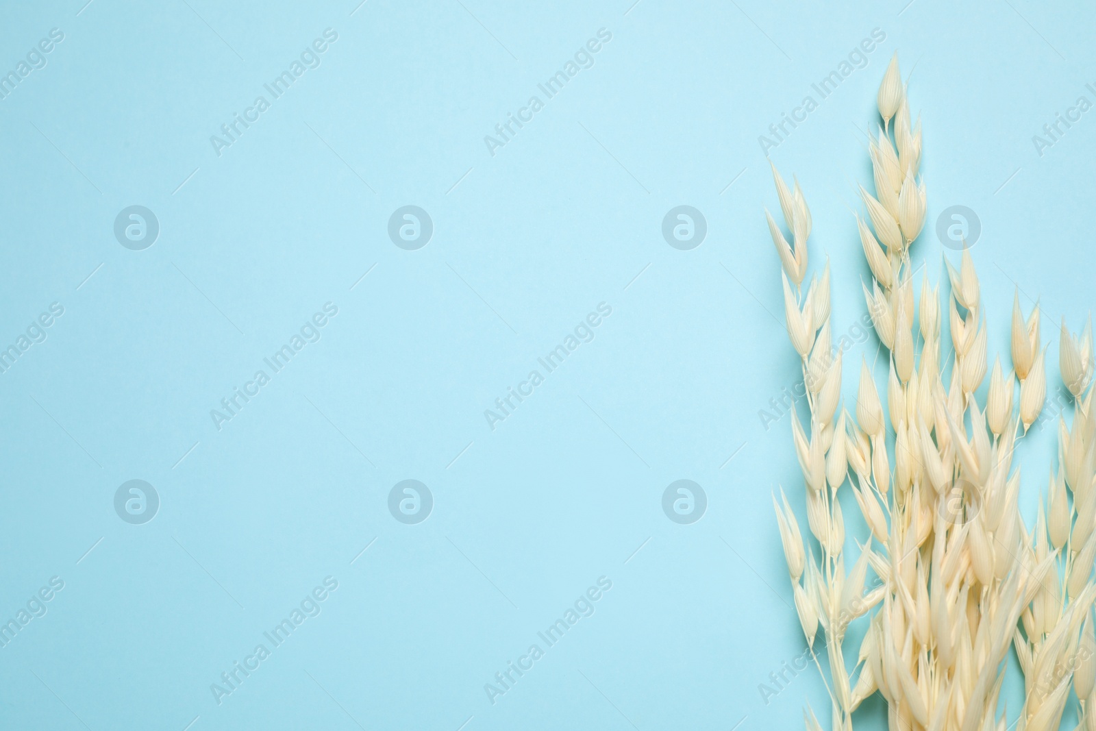 Photo of Bouquet of dried flowers on light blue background, flat lay. Space for text