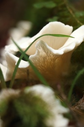 Photo of Wild oyster mushrooms and green vegetation in forest, closeup