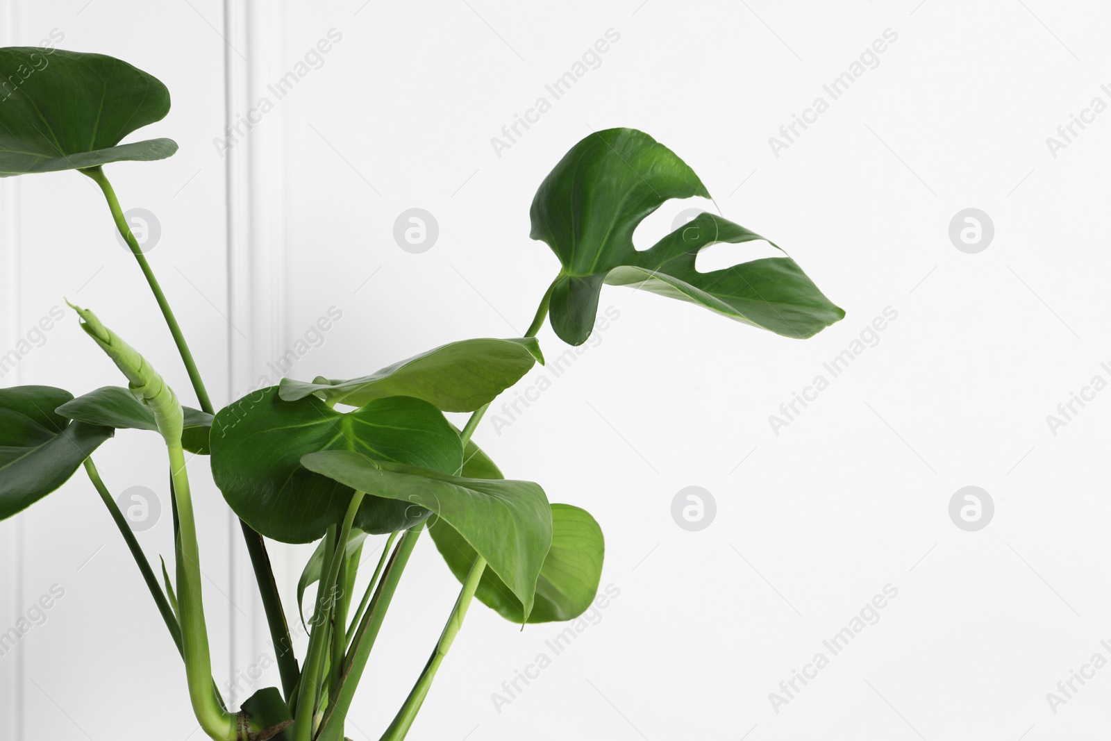 Photo of Beautiful monstera near white wall, space for text. Leafy houseplant