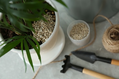 Photo of Beautiful house plant with granular fertilizer on table, above view