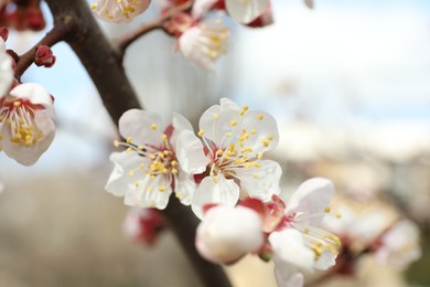 Photo of Beautiful apricot tree branch with tiny tender flowers outdoors, closeup. Awesome spring blossom