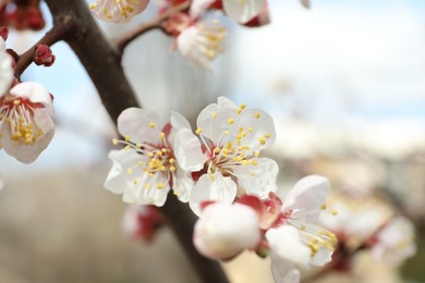 Beautiful apricot tree branch with tiny tender flowers outdoors, closeup. Awesome spring blossom