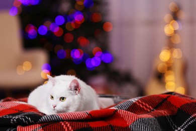 Photo of Christmas atmosphere. Cute cat lying on plaid indoors. Space for text