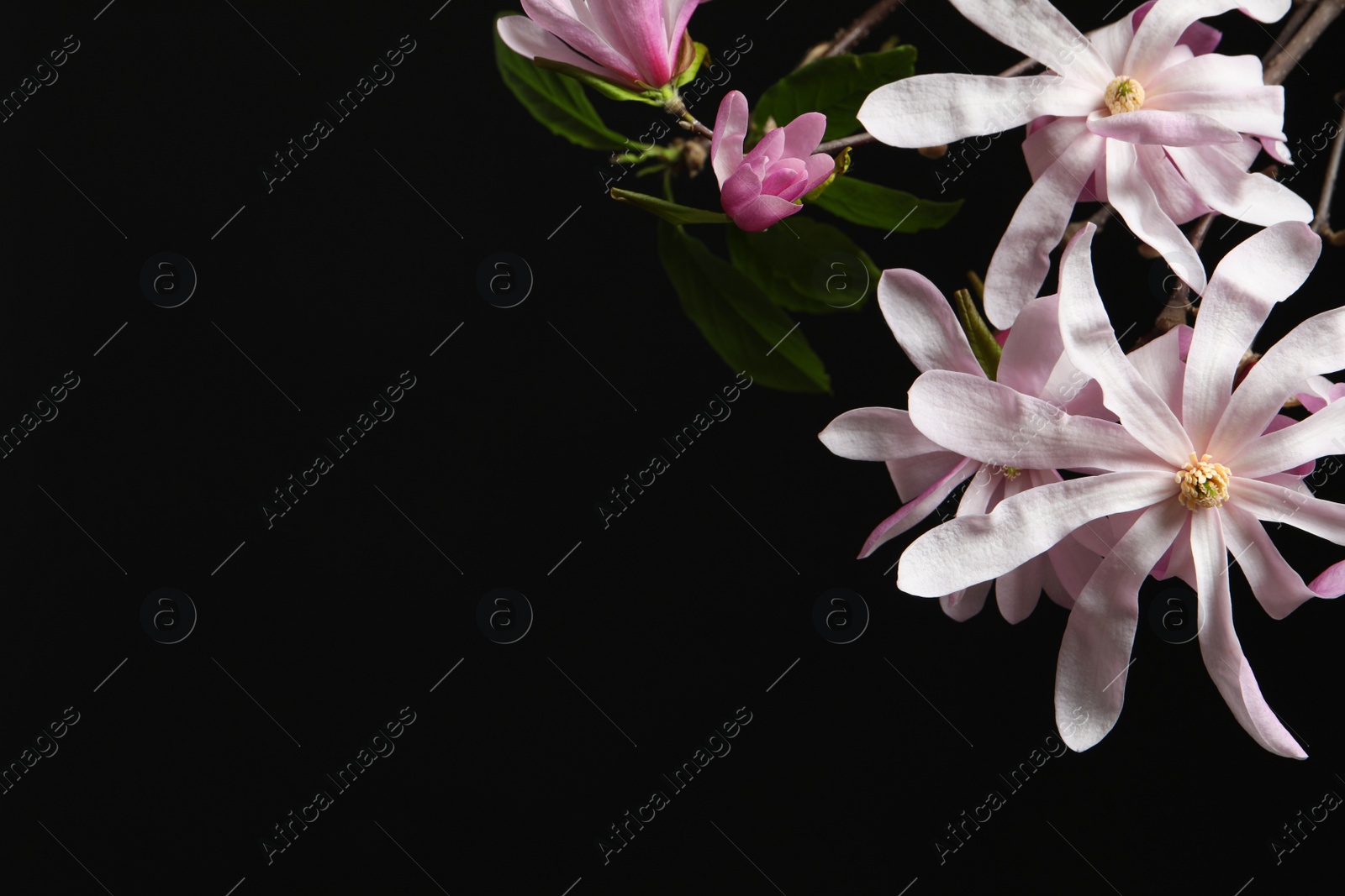 Photo of Magnolia tree branches with beautiful flowers on black background, closeup. Space for text