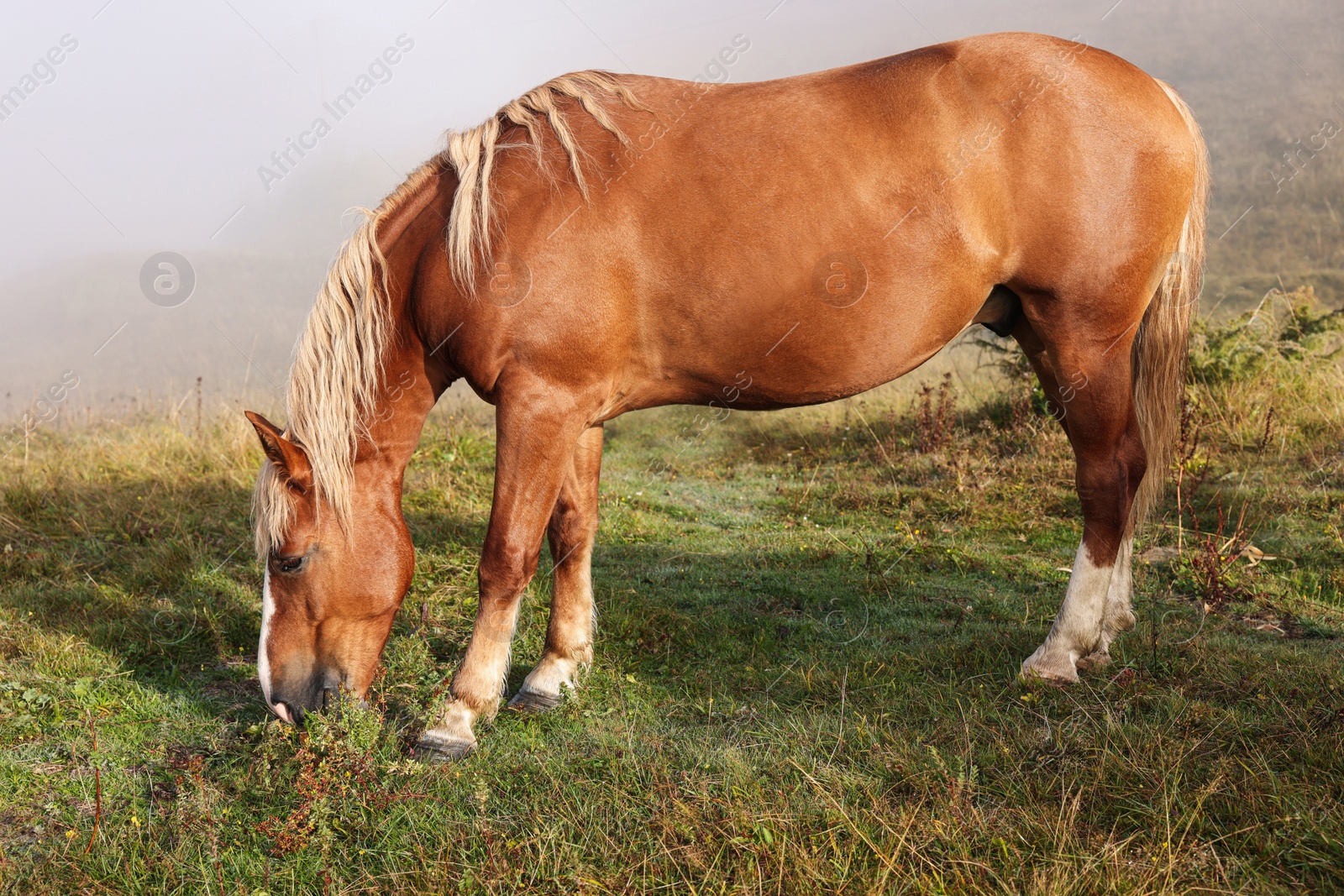 Photo of Horse grazing on pasture in misty morning. Lovely domesticated pet