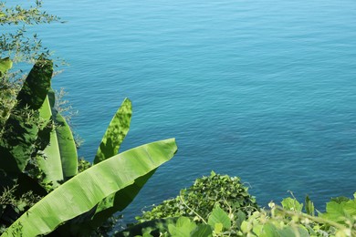 Photo of Picturesque view of sea and lush green plants