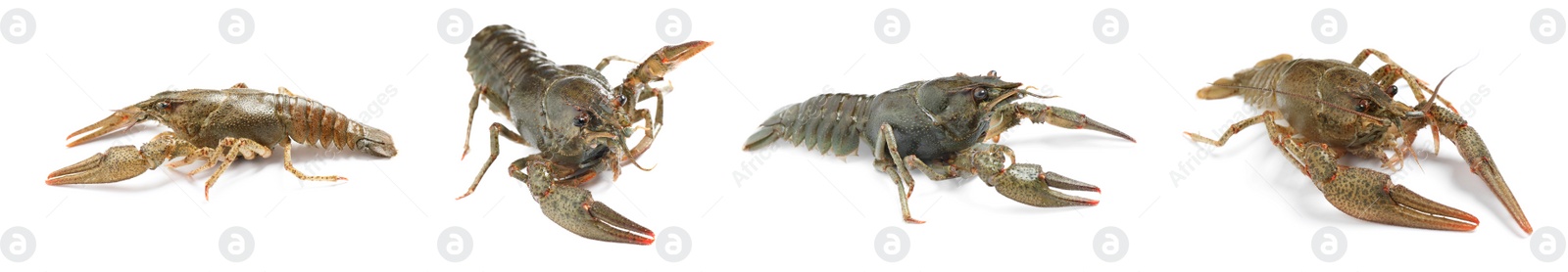 Image of Set of fresh crayfishes on white background. Banner design
